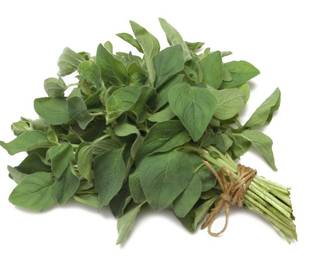 Oregano Oregano