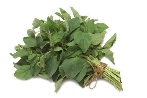 Oregano Oregano