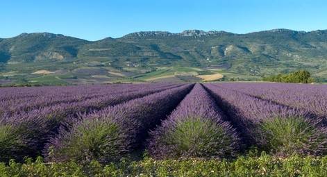 <p>Die Lavendelfelder pr&auml;gen das Landschaftsbild der sanften H&uuml;gellandschaft der Provence. Lavendel wird zwar&nbsp; einerseits zur Verfeinerung der franz&ouml;sischen K&uuml;che verwendet, der Gro&szlig;teil des Lavendels wird jedoch f&uuml;r die Parfumherstellung verwendet.</p>