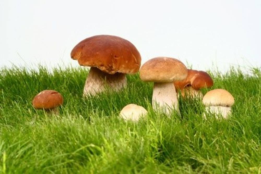 Pilze - Wissenswertes Pilze - Wissenswertes