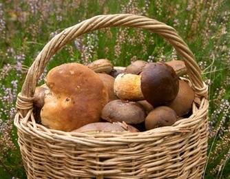 Pilz Rezepte Pilz Rezepte