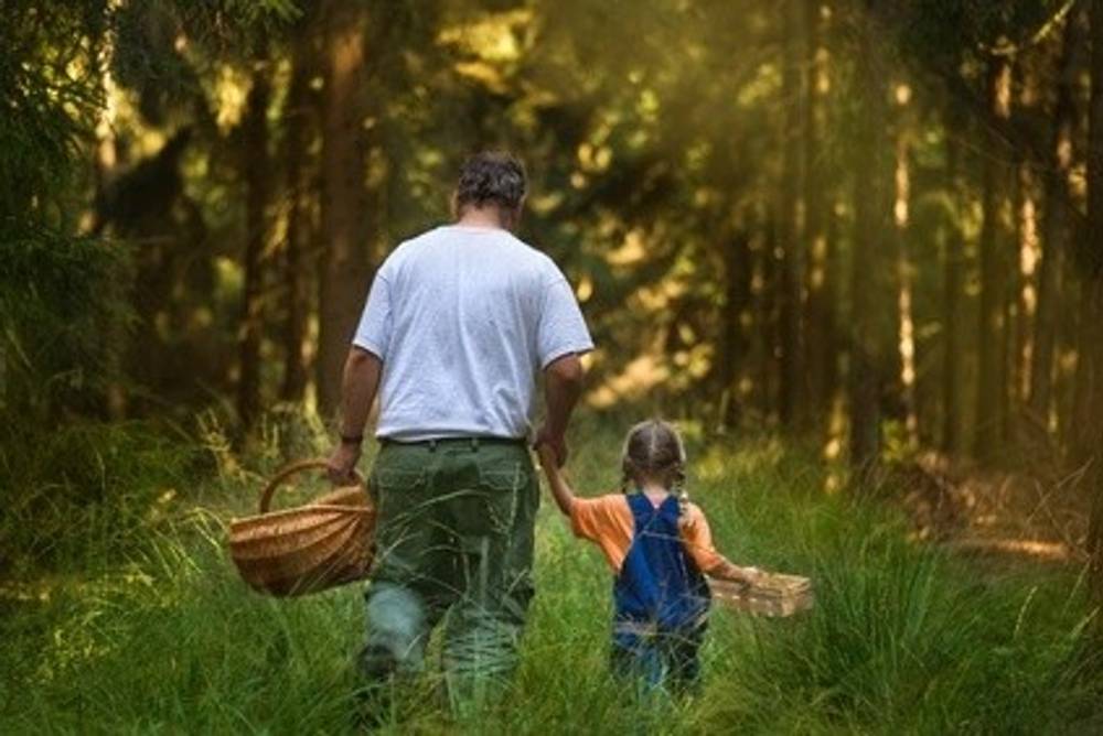 Pilze sammeln im Wald