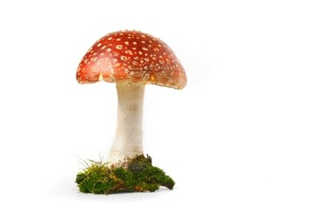 Fliegenpilz Fliegenpilz