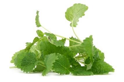 Die besten Zitronenmelisse Rezepte - ichkoche.de Die besten Zitronenmelisse Rezepte - ichkoche.de