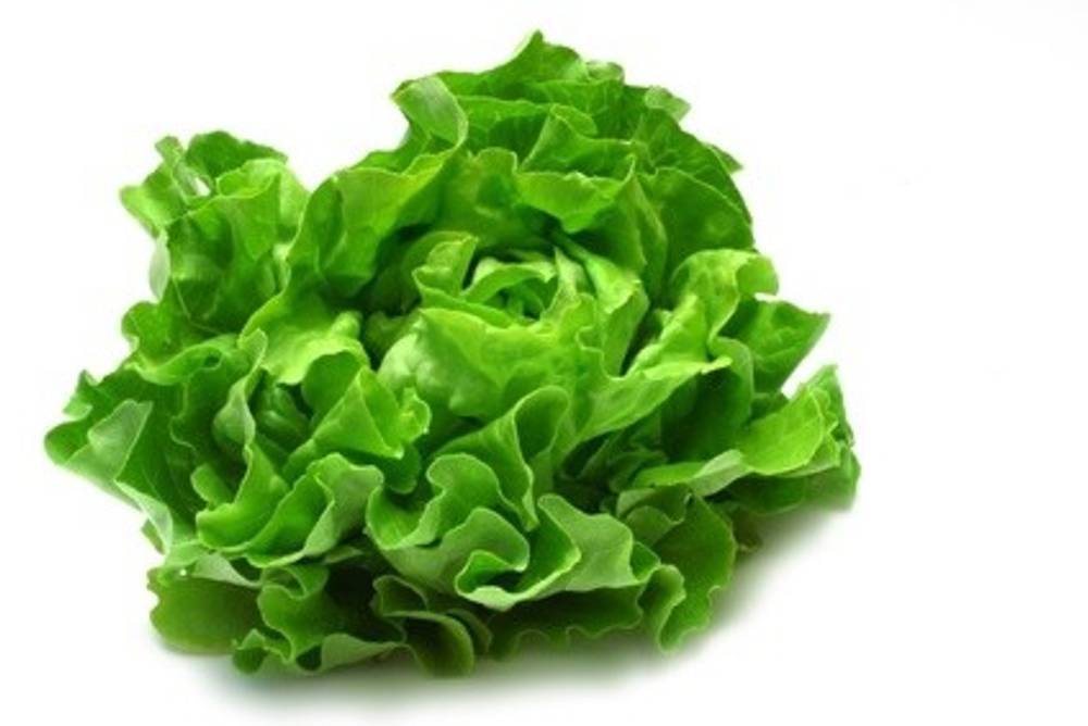 Kopfsalat Kopfsalat