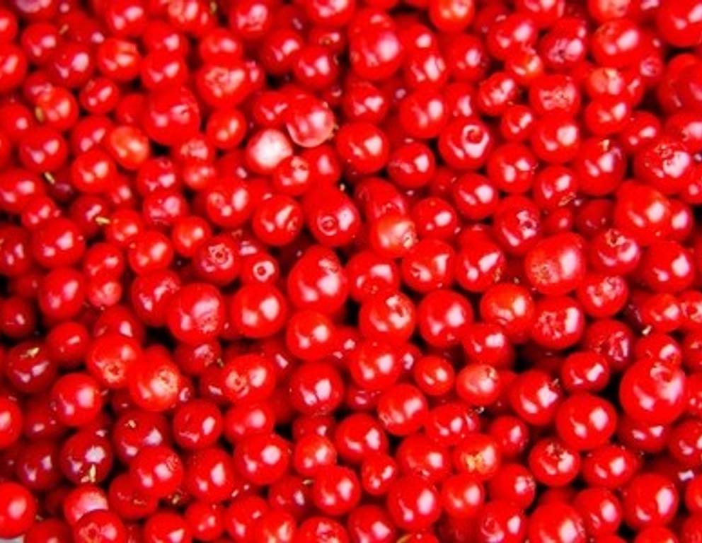 Die Preiselbeere Die Preiselbeere