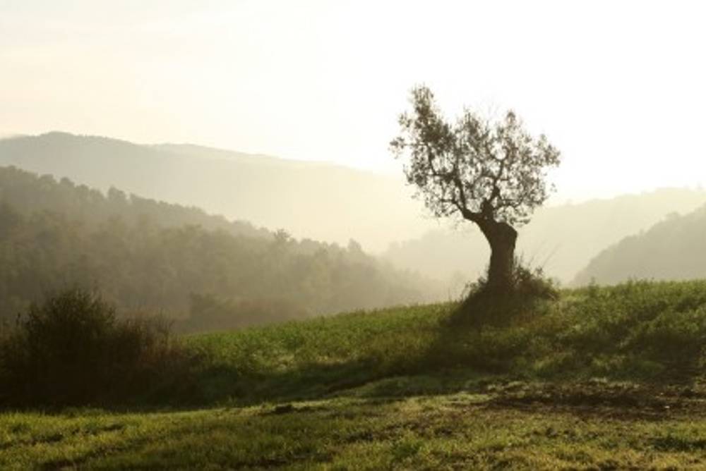 Landschaft mit Olivenbaum Landschaft mit Olivenbaum