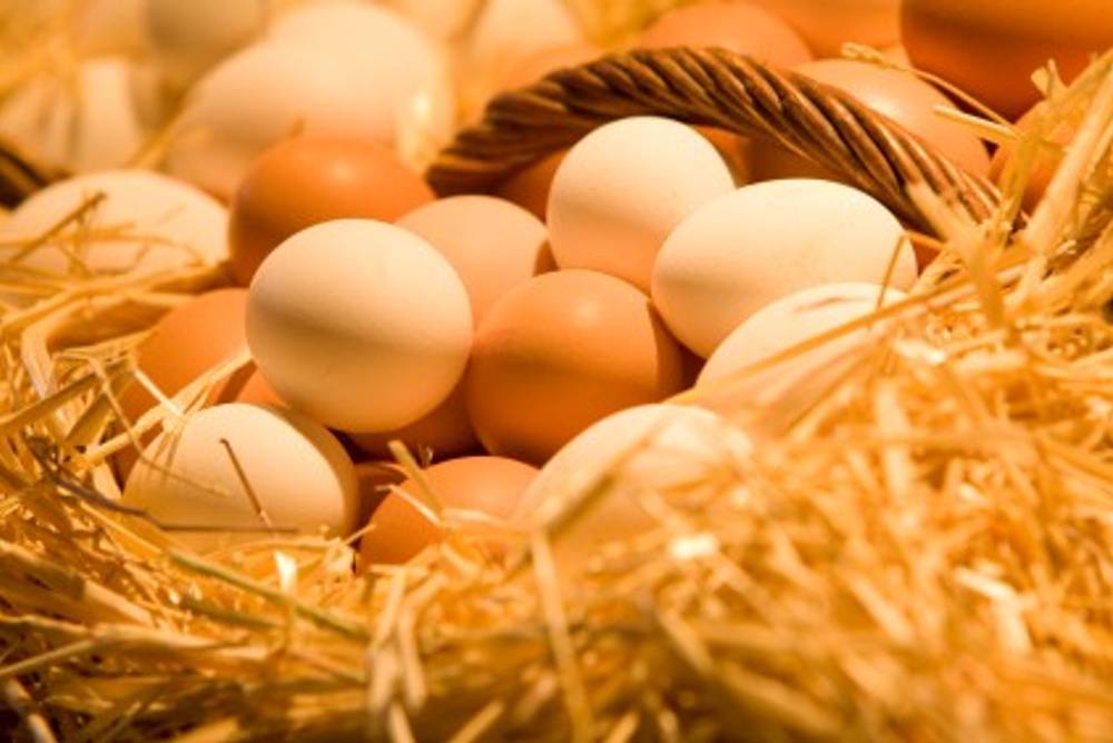 Eier im Nest Eier im Nest