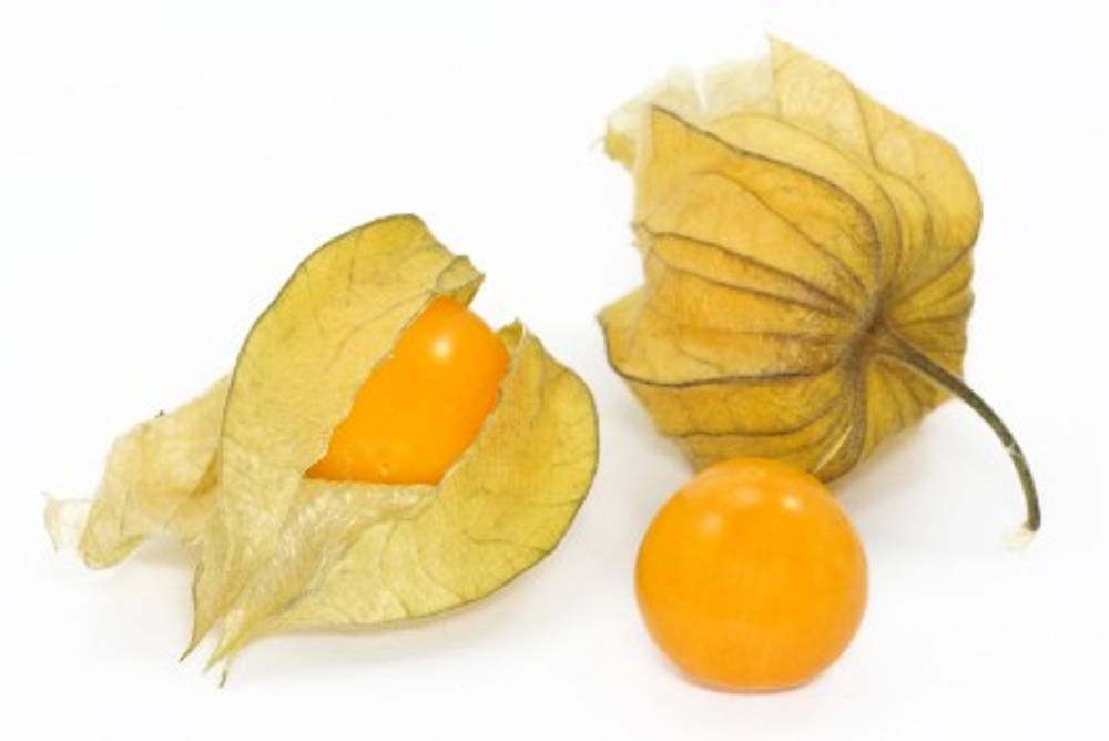 Physalis Physalis