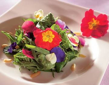 Kräutersalat Kräutersalat