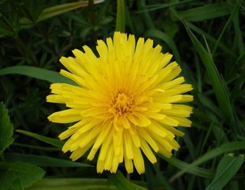 Löwenzahnwurzel-Tinktur