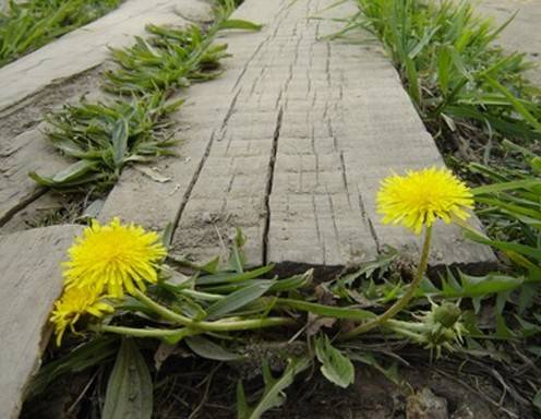 Löwenzahnwein Rezept - ichkoche.ch Löwenzahnwein Rezept - ichkoche.ch