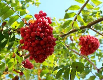 Vogelbeermarmelade Vogelbeermarmelade