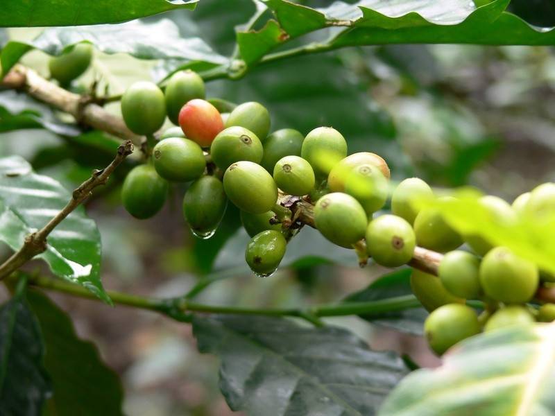 Kaffeepflanze mit Kaffeekirschen