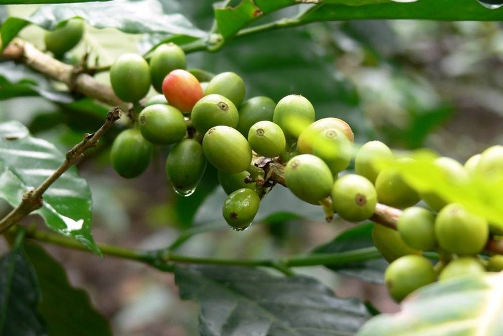 Kaffeepflanze mit Kaffeekirschen Kaffeepflanze mit Kaffeekirschen