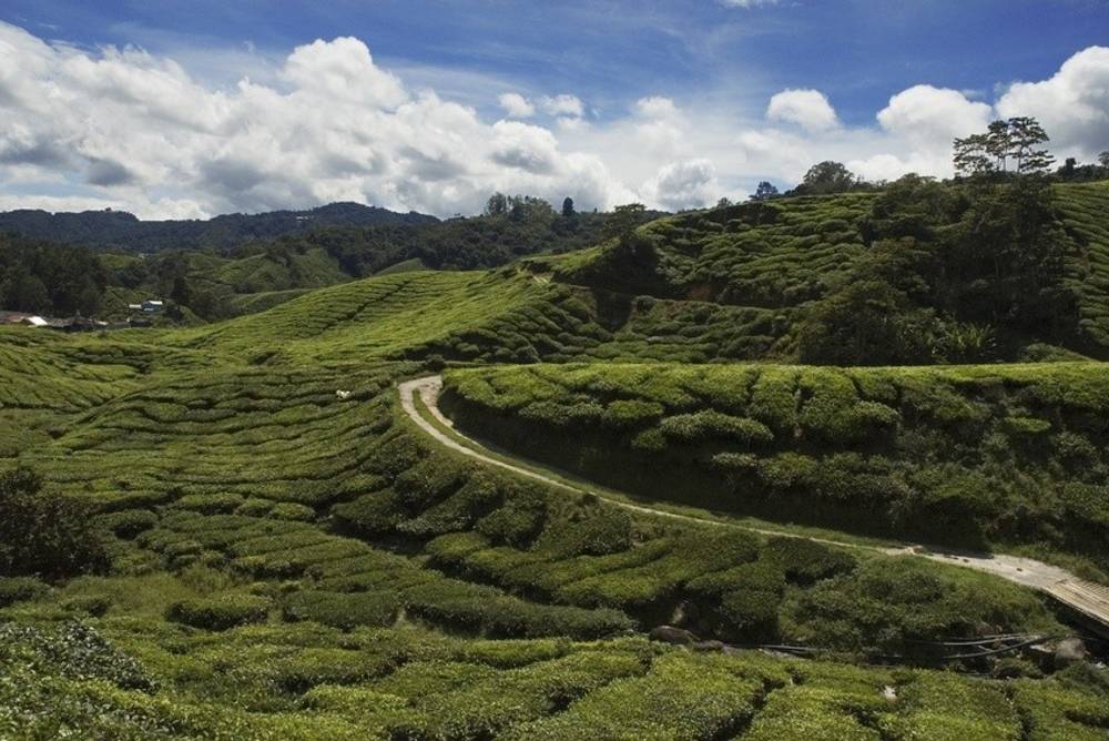 Teeanbaugebiete Teeanbaugebiete