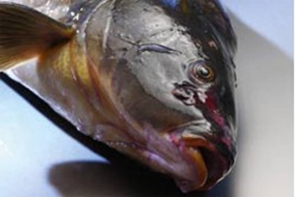 Süßwasserfisch Süßwasserfisch