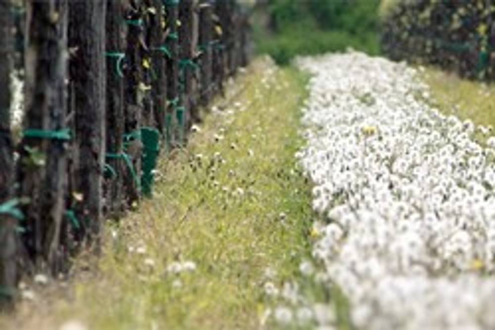 Friulanische Weinberge Friulanische Weinberge