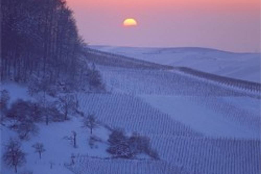 Weinreben im Abendrot