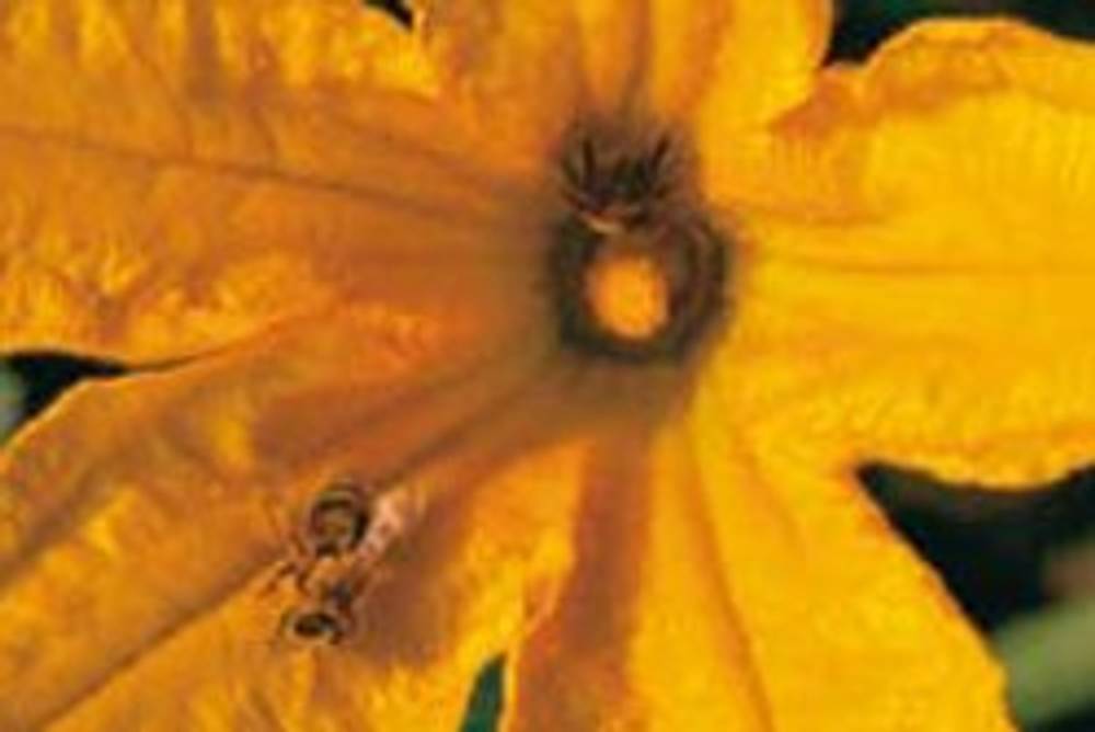 Kürbisblüte Kürbisblüte