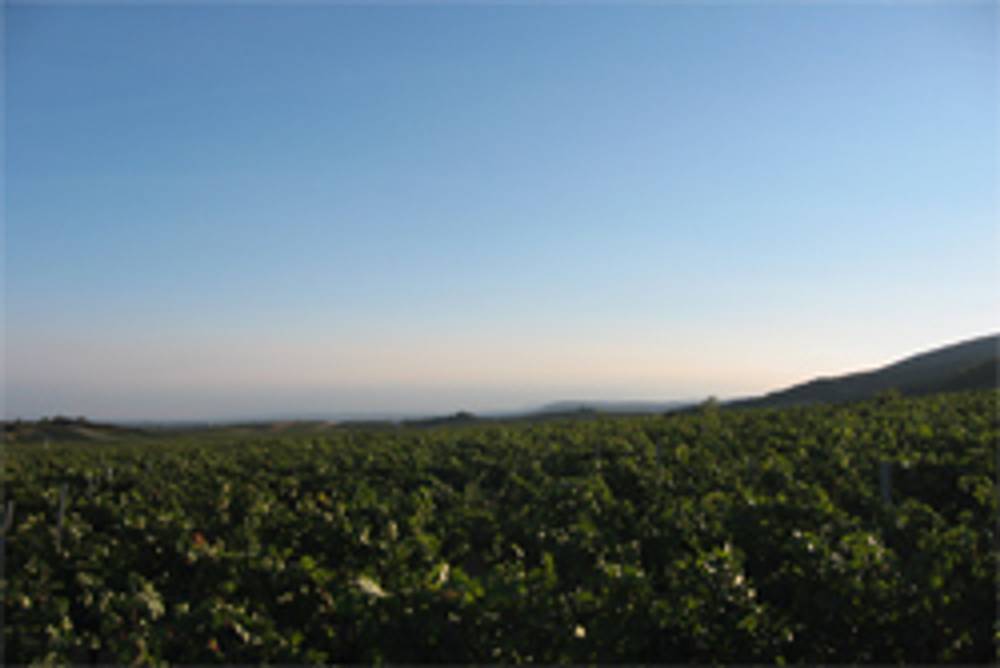 Weinbauregion Thermenregion Weinbauregion Thermenregion