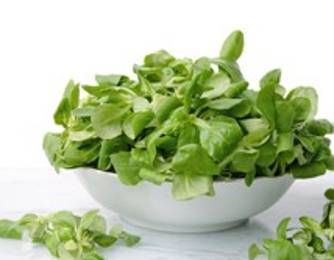 Vogerlsalat Vogerlsalat