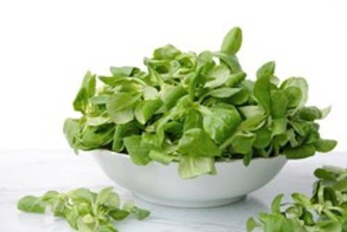 Vogerlsalat Vogerlsalat