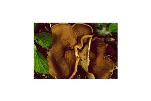 Morchelbecherling (essbar) Morchelbecherling (essbar)