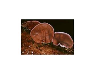 Judasohr (essbar) Judasohr (essbar)