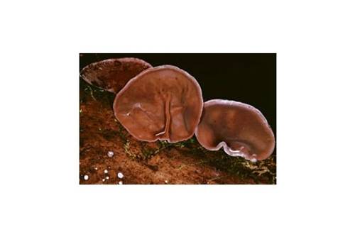 Judasohr (essbar) Judasohr (essbar)