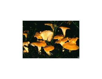 Eierschwammerl - Pfifferling (essbar) Eierschwammerl - Pfifferling (essbar)