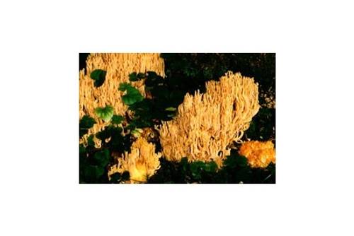 Gelbliche Koralle (ungenießbar)