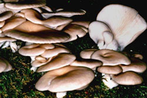 Austernseitling (essbar) Austernseitling (essbar)