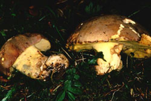 Anhängsel-Röhrling (essbar) Anhängsel-Röhrling (essbar)