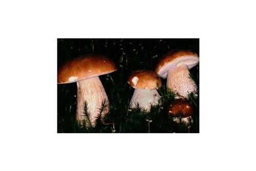 Echter Steinpilz (essbar) Echter Steinpilz (essbar)