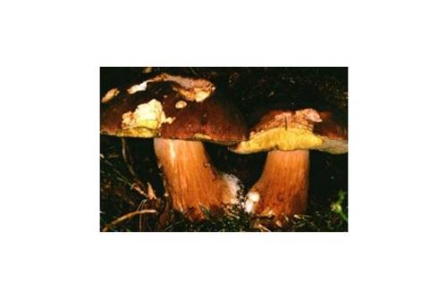 Kiefernsteinpilz (essbar) Kiefernsteinpilz (essbar)