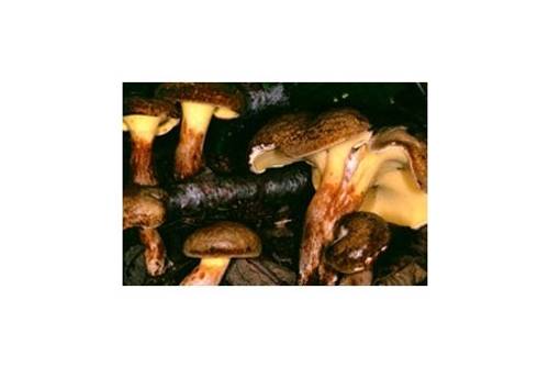 Erlengrübling (essbar) Erlengrübling (essbar)