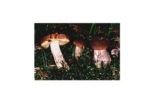 Hainbuchenröhrling (essbar) Hainbuchenröhrling (essbar)