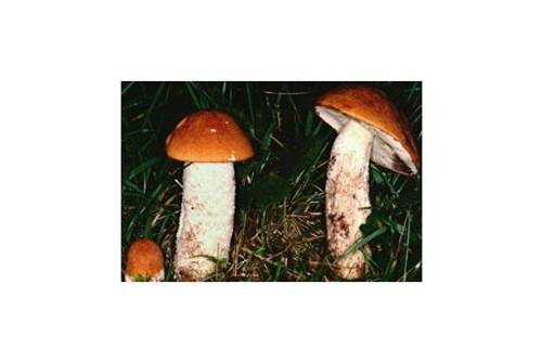 Espen-Rotkappe (essbar) Espen-Rotkappe (essbar)