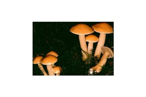 Kuhröhrling (essbar) Kuhröhrling (essbar)