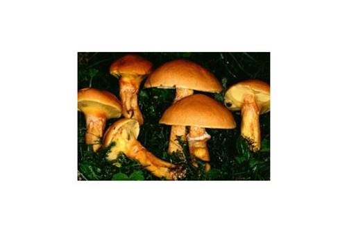 Goldgelber Lärchenröhrling (essbar) Goldgelber Lärchenröhrling (essbar)