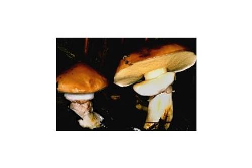 Butterröhrling (essbar) Butterröhrling (essbar)