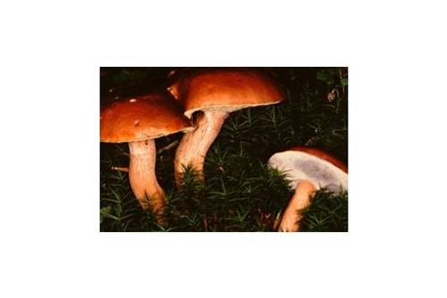 Maronenröhrling (essbar) Maronenröhrling (essbar)