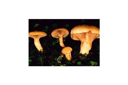 Filziger Gelbfuß (essbar) Filziger Gelbfuß (essbar)