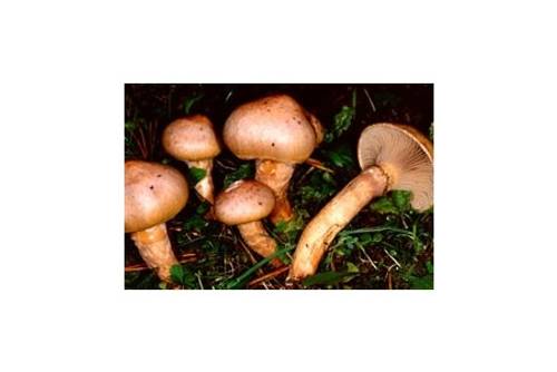 Kupferroter Gelbfuß (essbar) Kupferroter Gelbfuß (essbar)