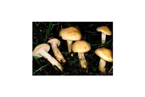 Lärchenschneckling (essbar) Lärchenschneckling (essbar)