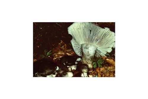 März-Schneckling (essbar) März-Schneckling (essbar)