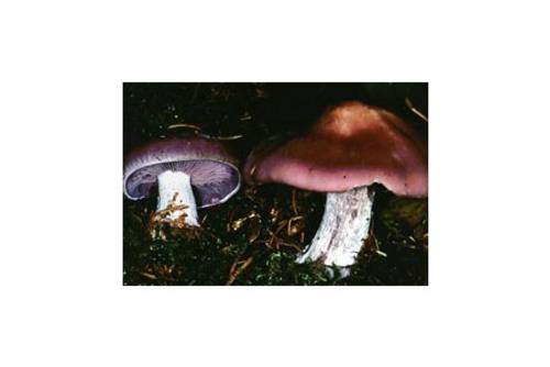 Violetter Rötelritterling (essbar) Violetter Rötelritterling (essbar)