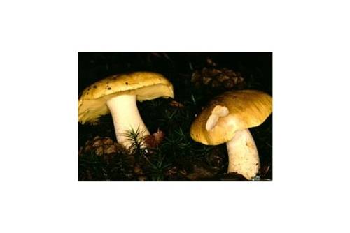 Grünling (giftig) Grünling (giftig)