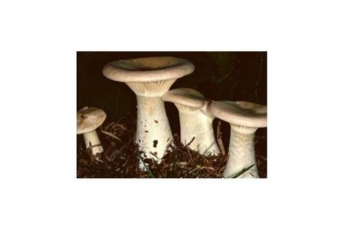 Mönchskopf (essbar) Mönchskopf (essbar)